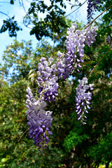 Spain, Canary Islands, Botany