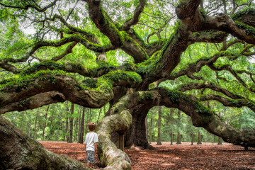 angel oak tree in John’s Island South Carolina - obrazy, fototapety, plakaty