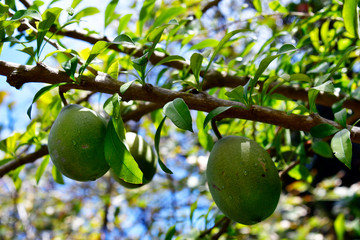 Spain, Canary Islands, Tenerife, Puerto de la Cruz