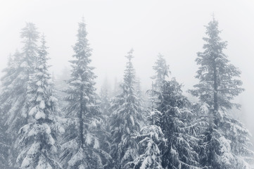 Obraz premium Snow Forest