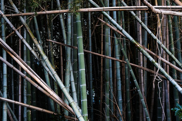 Bamboo Forest