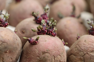 Gekeimte Saatkartoffeln