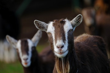 Ziege Portrait
