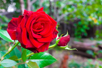 Scarlet rose closeup on garden background