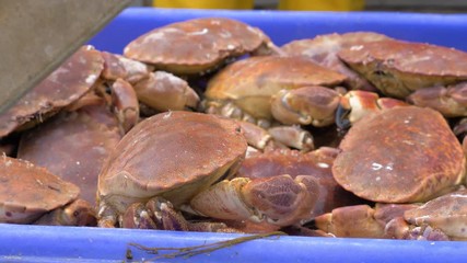 A box of live, freshly caught edible crabs (Cancer pagurus) landed on the beach at Cadgwith, Cornwall, England.