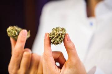 medical marijuana in the hand of a doctor. cannabis alternative medicine