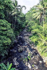 Obraz premium Głęboki las deszczowy na Jawie w Indonezji