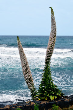 Spain, Canary Islands, Tenerife