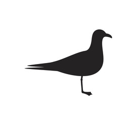 Seagull silhouette. Isolated seagull on white background. Bird