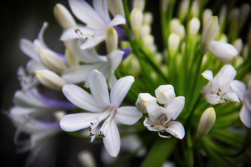 white lilies at the Magnolia plantation in Charleston South Carolina