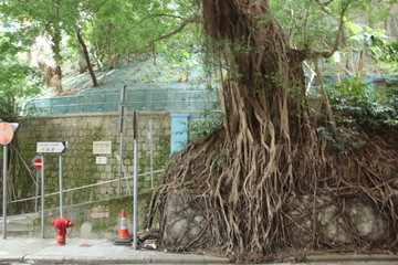 Old tree in a new world