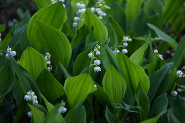 Maiglöckchen im Naturgarten