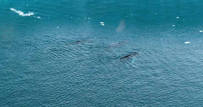 Humpback whale family breaching spraying from blowhole by iceberg in Greenland arctic nature e in icefjord landscape. Three Humpback whales together. Aerial video with wildlife from Ilulissat.