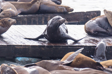 A sea lion on the docks of Pier 39 in San Francisco