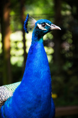 Naklejka premium colorful peacock at the Magnolia plantation in Charleston South Carolina