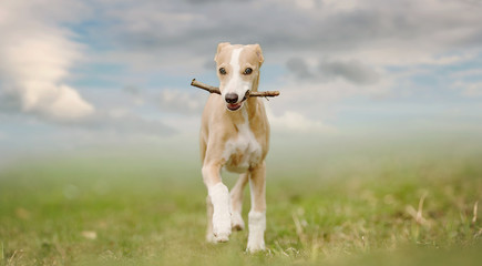 Fototapeta premium Portrait of a 8 weeks Whippet