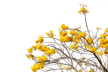 Yellow Flower (Cochlospermum regium flower) isolated on white background.