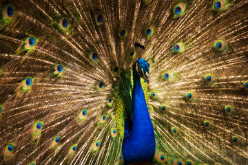 Obraz premium colorful peacock at the Magnolia plantation in Charleston South Carolina