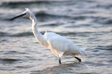 Bird at Lake Bafa, Aydin, Turkey
