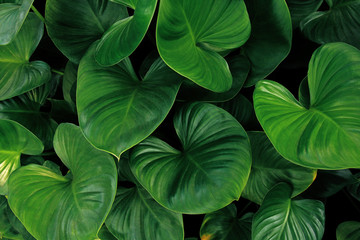Heart shaped green leaves of Homalomena plant growing in wild, tropical leaf nature pattern on dark...