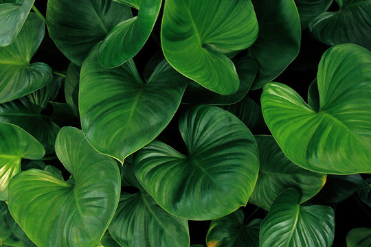 Heart shaped green leaves of Homalomena plant growing in wild, tropical leaf nature pattern on dark background.
