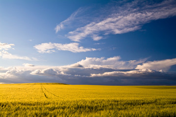 Wheat fields with cloudy sky, Apulia, Italy