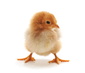 Obraz premium One little chicken.