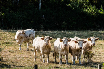 Obraz na płótnie Canvas Vaches laitières
