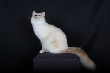 chat, chaton, blanc, animal, animal de compagnie, joli, felidae, chat, domestique, fourrure, yeux,...