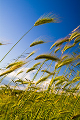Grass field in the spring season, Puglia, Italy