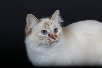 chat, chaton, blanc, animal, animal de compagnie, joli, felidae, chat, domestique, fourrure, yeux, duveteux, portrait, animal de compagnie, adorable, jeune, beau, bébé, bleu, noir, animal, ragdoll, oe