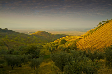 Olive grove, Gargano, Apulia, Italy