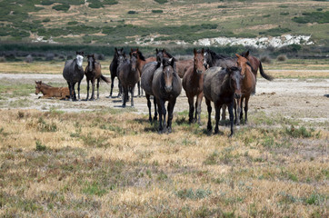 Wild horses in nature