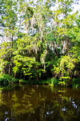 Obraz premium swamp at the Magnolia plantation in Charleston South Carolina