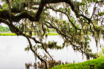 Spanish moss at the Magnolia plantation in Charleston South Carolina