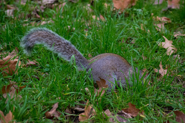 Squirrel in the park