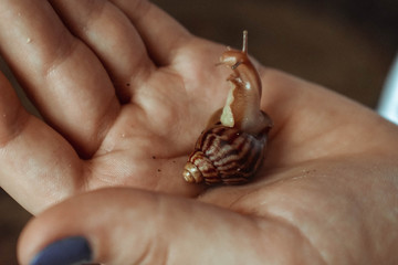 snail .  улитка