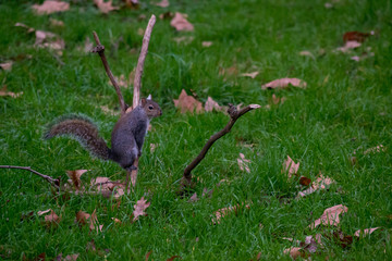 Squirrel in the park