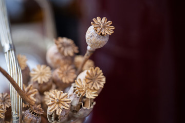 Poppy bunch dried small. Shallow Depth of Field. Close-up.