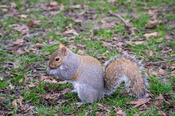 Squirrel in the park