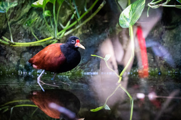 Oiseau Jacana noir