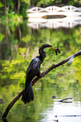 bird in a swamp eating a fish at the Magnolia plantation in Charleston South Carolina