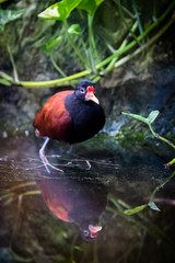 Oiseau Jacana noir