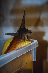 snail .  улитка