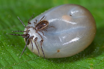 Zeckenvermehrung durch sexuelle Fortpflanzung, Ixodes ricinus Begattung, Zeckenpaarung, Gemeiner Holzbock paarend, Fortpflanzung von Zecken, Befruchtung einer Zecke, männliche und weibliche Zecke	