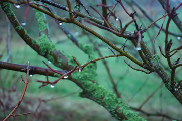 Branches covered in raindrops