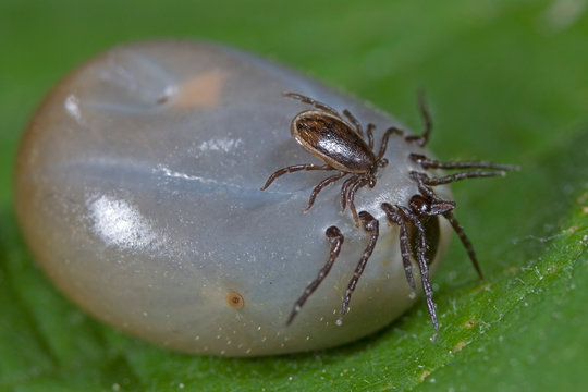 Wood ticks mating, Female and male Tick Ixodes ricinus mating, Ticks mating, ticks couple mating, Reproduction of two parasitic Ticks, Reproduction of two parasitic Arachnids, Ixodidae mating