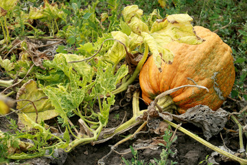 pumpkin in the garden