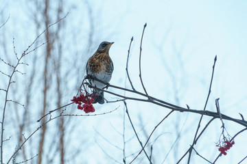 Fieldfare sitting on a branch with red rowan in winter