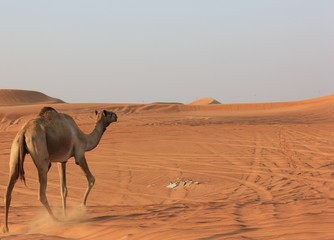 camel in the desert